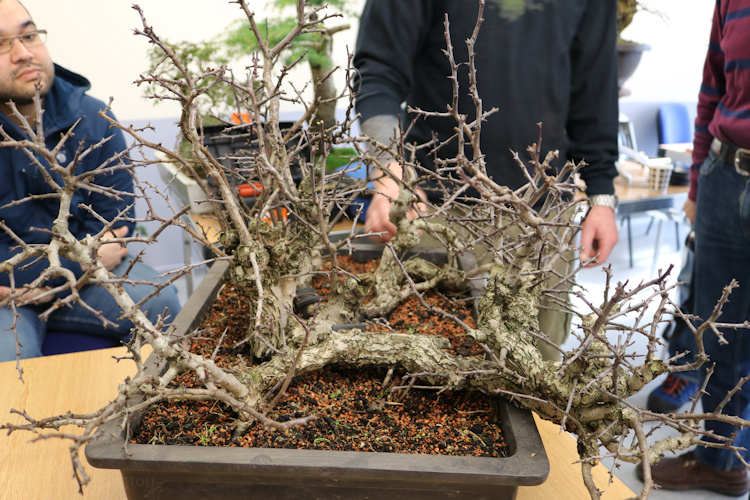 hawthorn raft yamadori bonsai